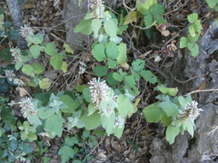 Pseudodictamnus hispanicus