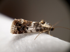 Ponometia corrientes