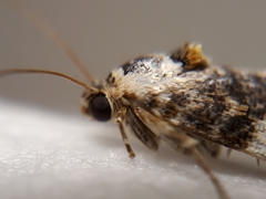 Ponometia corrientes