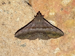 Hadennia hypenalis