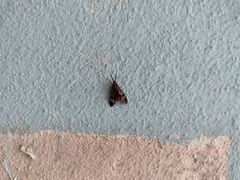 Psilopleura
