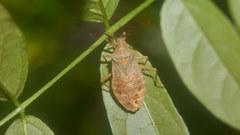 Homoeocerus dilatatus