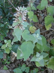 Pseudodictamnus hispanicus
