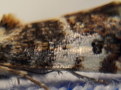 Ponometia corrientes