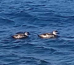 Lophonetta specularioides