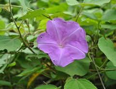 Ipomoea silvicola