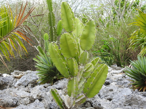 Image of Leptocereus nudiflorus by (c) amantedarmanin, some rights reserved (CC BY)