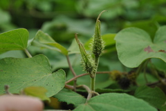 Ipomoea silvicola