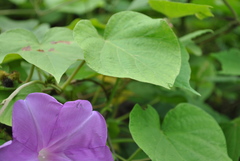 Ipomoea silvicola