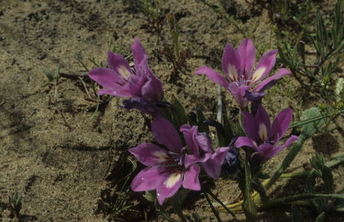 Image of Babiana nana by (c) Tom Lloyd Evans, some rights reserved (CC BY-SA)