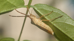 Homoeocerus dilatatus
