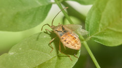 Homoeocerus dilatatus