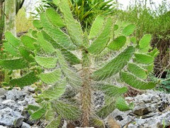 Consolea moniliformis