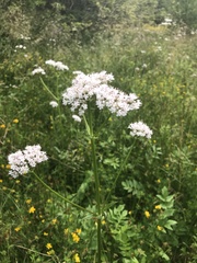 Valeriana officinalis