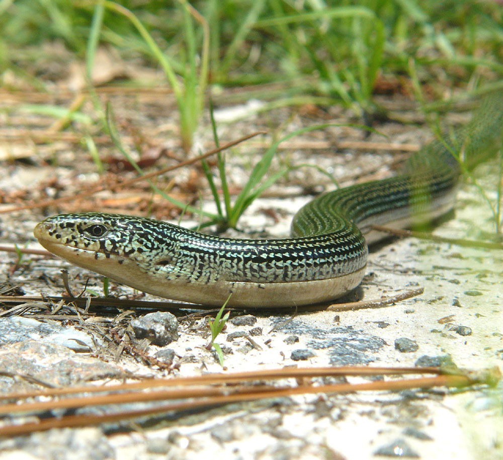 Eastern Glass Lizard (Lizards of Central Florida) · iNaturalist