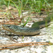 Eastern Glass Lizard - Photo (c) tom spinker, some rights reserved (CC BY-NC-ND)