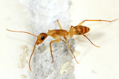 Camponotus conspicuus