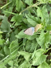 Cyaniris semiargus