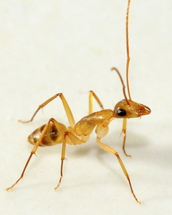 Camponotus conspicuus