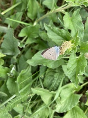 Cyaniris semiargus