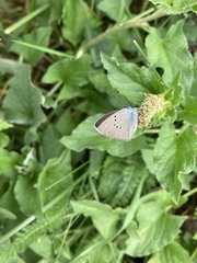 Cyaniris semiargus