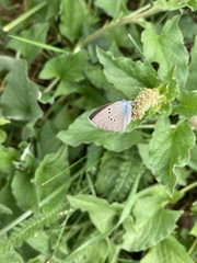 Cyaniris semiargus
