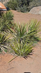 Yucca angustissima