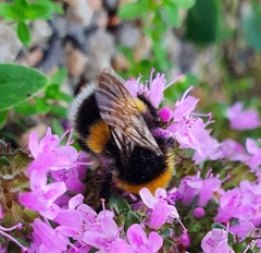 Bombus