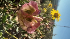 Osteospermum sinuatum sinuatum