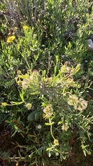 Osteospermum sinuatum sinuatum