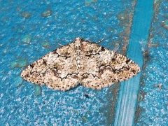 Cleorodes lichenaria