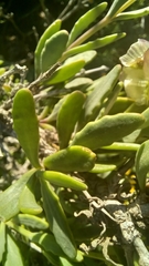 Osteospermum sinuatum sinuatum