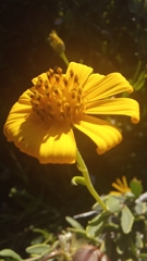 Osteospermum sinuatum sinuatum