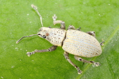 Artipus