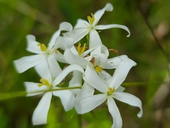 Sabatia quadrangula