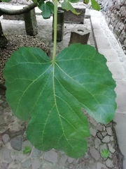 Ficus carica