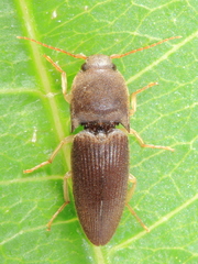 Heteroderes amplicollis
