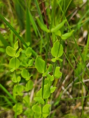 Sabatia quadrangula