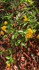 Lantana depressa