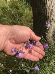 Campanula intercedens