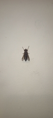 Tabanus