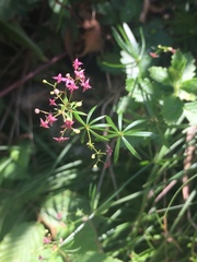Galium rubrum