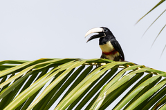 Pteroglossus aracari