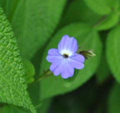 Browallia americana