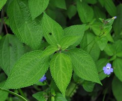 Browallia americana
