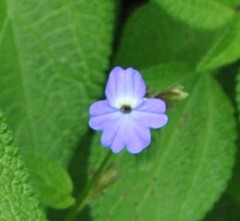 Browallia americana
