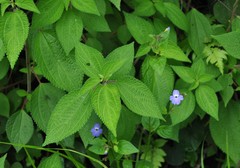 Browallia americana