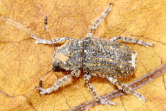 Toxonotus fascicularis