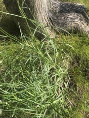 Campanula intercedens