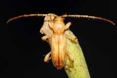 Curtomerus flavus